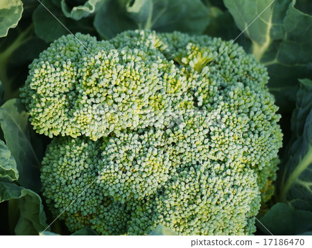西蘭花 17186470