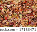 Fallen leaves  17186471