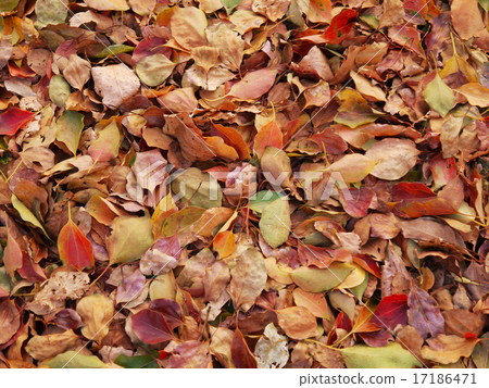 Fallen leaves  17186471