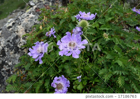 Southern Alps Takane Matsumu Southern Alps Takane Matsumu 17186763