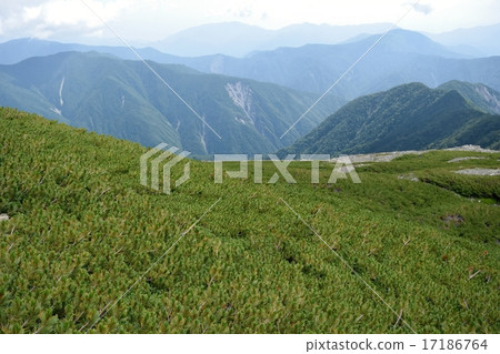 Pine wood of the Southern Alps Pine wood of the Southern Alps 17186764