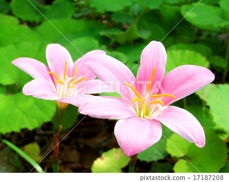 Saffron Moddoki 17187208