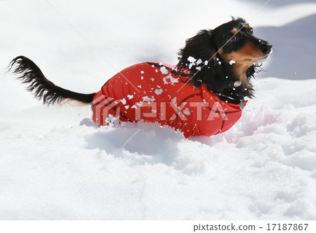 Dax playing with snow♪ Dax playing with snow♪ 17187867