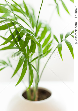 葉子植物 葉子植物 17188239