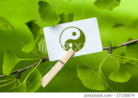 The Yin & Yang Sign in a Ginkgo Tree The Yin & Yang Sign in a Ginkgo Tree 17188674