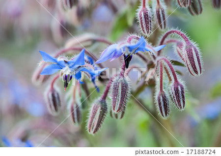 The herb Borage (Borago officinalis) The herb Borage (Borago officinalis) 17188724