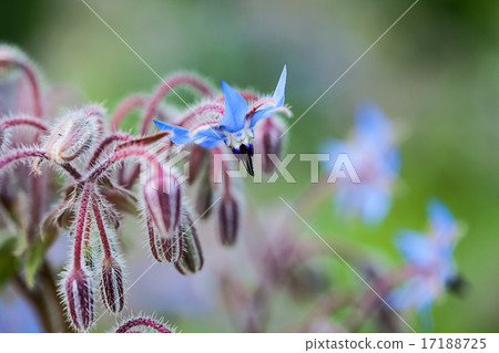 The herb Borage (Borago officinalis) The herb Borage (Borago officinalis) 17188725