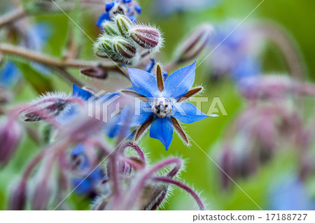 The herb Borage (Borago officinalis) The herb Borage (Borago officinalis) 17188727