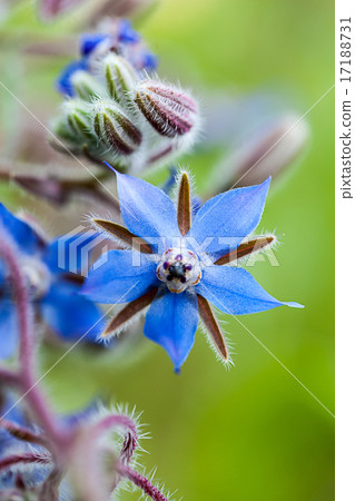 The herb Borage (Borago officinalis) The herb Borage (Borago officinalis) 17188731