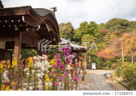 Sagami菊花在秋天在議員眾議院 17188853