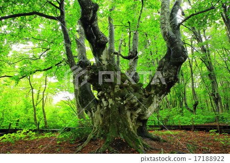 Akita Prefecture Nikaho-shi Nakashima-dori Recreation Forest Shishigano Forest Akagawa Great 17188922