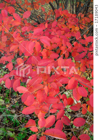 Vivid red leaves Vivid red leaves 17189043