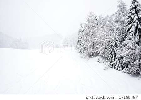 Ski slopes, coniferous forest in 'Kolasin 1450' mountain s 17189467