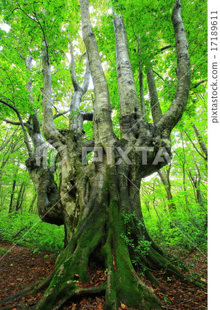 Akita Prefecture Nakaho-shi Nakashima-dori Recreation Forest Shishigano-no-mori Akita Prefecture Nakaho-shi Nakashima-dori Recreation Forest Shishigano-no-mori 17189611