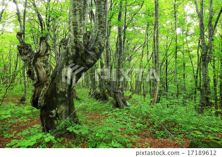 Akita Prefecture Nakaho-shi Nakashima-dori Recreation Forest Shishigano-no-mori Akita Prefecture Nakaho-shi Nakashima-dori Recreation Forest Shishigano-no-mori 17189612