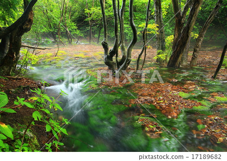 秋田縣中野市中島通休閒森林Shishigano-no-moga Toriumi marimo 17189682