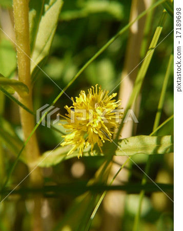 Willow Tranoio 17189698