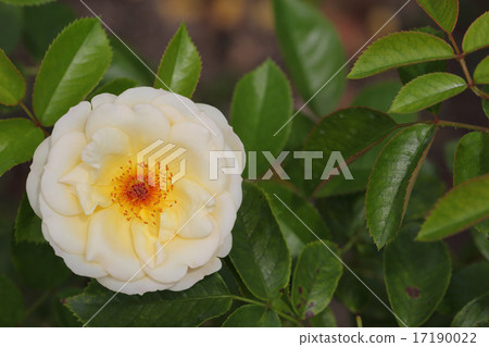 Golden Touch Rose Flower Golden Touch Rose Flower 17190022