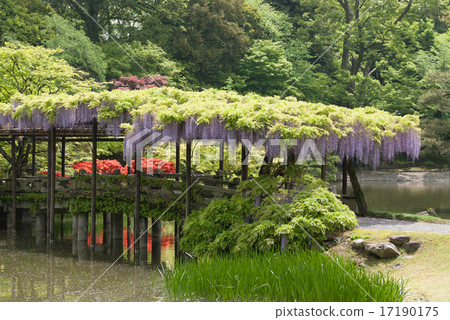 Yachidobashi and wisteria trellis in Senko Imperial Palace, Nankai Yachidobashi and wisteria trellis in Senko Imperial Palace, Nankai 17190175