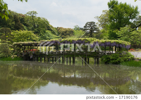 Yachidobashi and wisteria trellis in Senko Imperial Palace, Nankai Yachidobashi and wisteria trellis in Senko Imperial Palace, Nankai 17190176