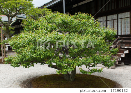 京都大宮皇宮Chikami神社在南花園的白梅 17190182