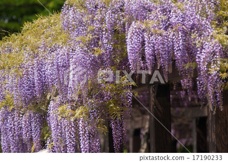 Toba wisteria Toba wisteria 17190233