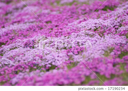 Toba's mushroom cherry blossoms Toba's mushroom cherry blossoms 17190234