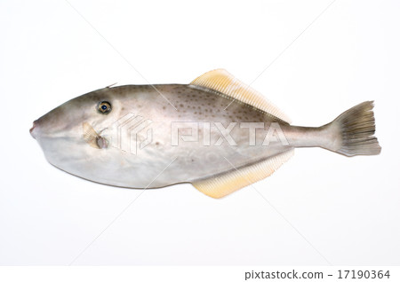 單角革魨 17190364