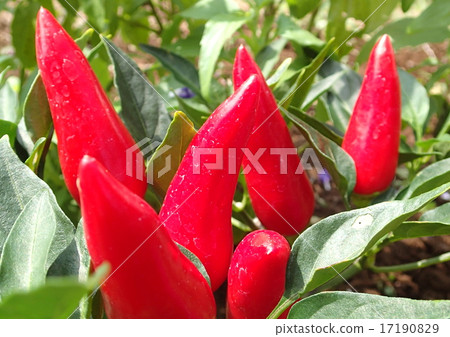 辣椒糖果 17190829