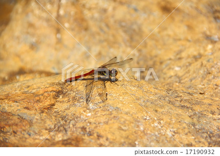 Red dragonfly 17190932