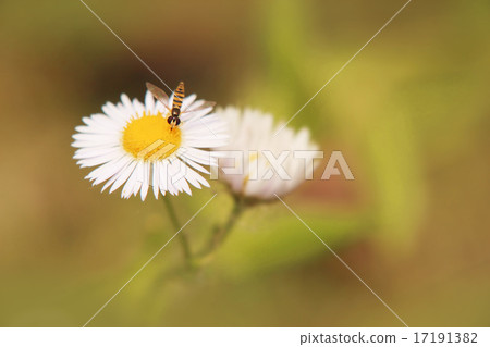 Daisy flower with bee Daisy flower with bee 17191382