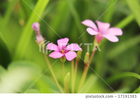 Pink flowers 17191383