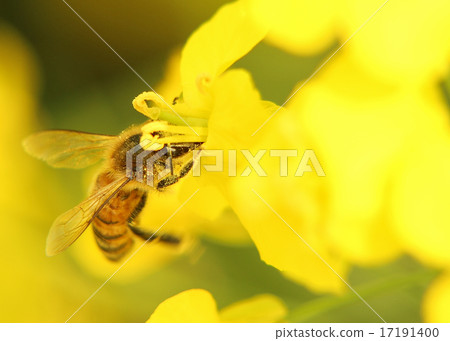 Bee on yellow flower 17191400