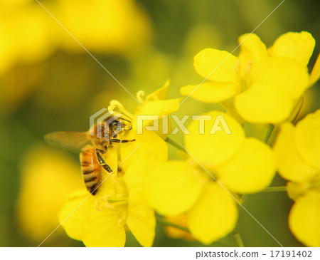 Bee on yellow flower Bee on yellow flower 17191402