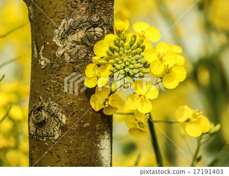 Rape seed flower Rape seed flower 17191403