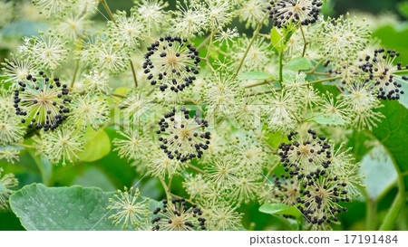 Geometric pattern by mountain Udo fruit - Stock Photo [17191484] - PIXTA