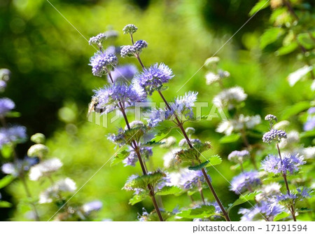 Omiku之花 17191594