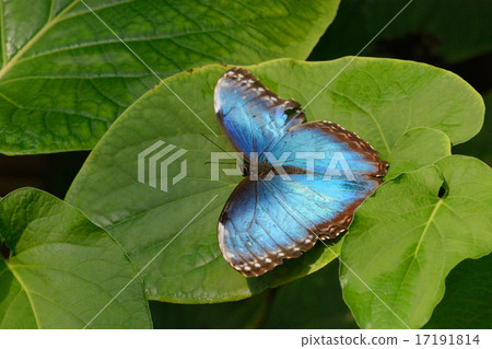 Blue Morpho Butterfly on leaf 17191814