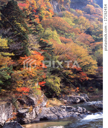 Korishigei(Kokageido)的秋葉,Shorinji河上游/ Kotaro岩石區/“百日觀”“Murore Akumo Aoyama國家公園” Korishigei(Kokageido)的秋葉,Shorinji河上游/ Kotaro岩石區/“百日觀”“Murore Akumo Aoyama國家公園” 17192454