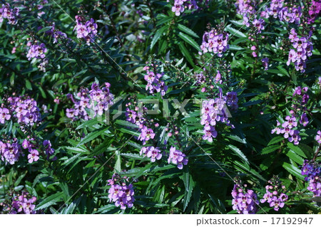 它被稱為angelonia天使薰衣草。 17192947