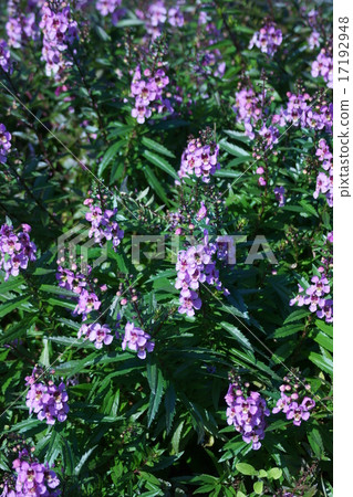 它被稱為angelonia天使薰衣草。 17192948