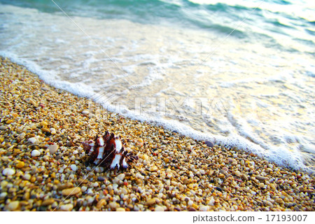 shell on beach shell on beach 17193007