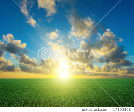 field 17193368