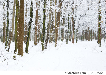forest forest 17193564