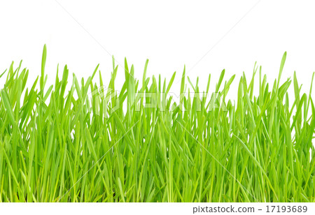 green grass 17193689