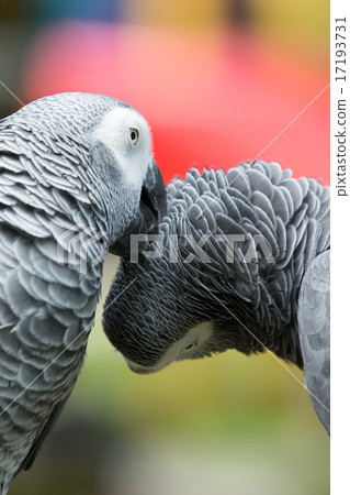 parrot bird 17193731