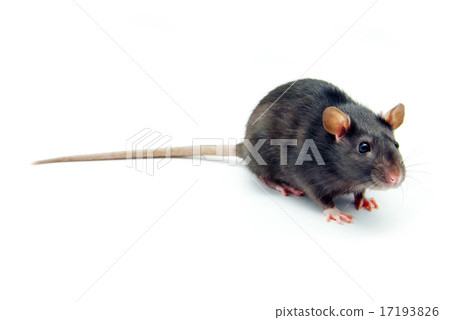 rat rat 17193826
