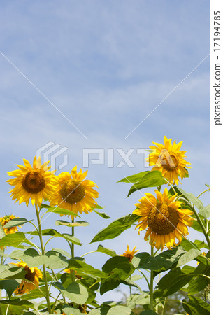 向日葵 17194785