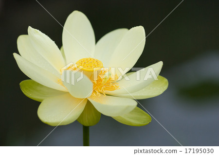 一朵蓮花 17195030