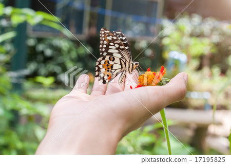 The butterfly on hand at Chiang Mai National Park 17195825